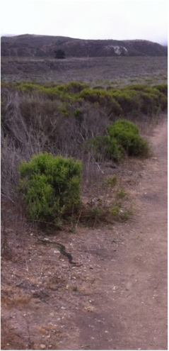 rattlesnake leaving the trail at Montana de Oro, San Luis Obispo, California